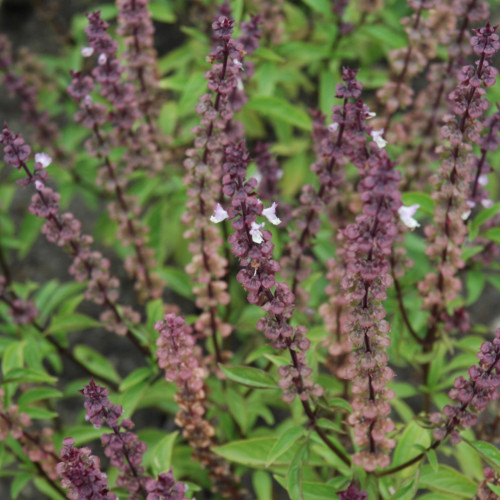 photos courtesy of NetPS Plant Finder