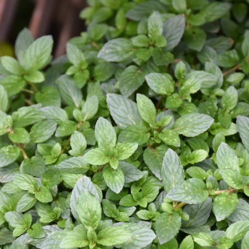 Peppermint - photos courtesy of NetPS Plant Finder