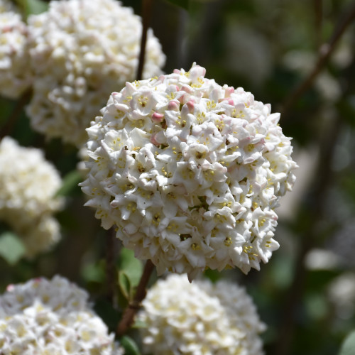 images courtesy of NetPS Plant Finder