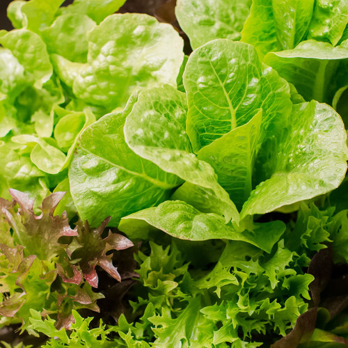 Market Pack Vegetable | Lettuce Mix