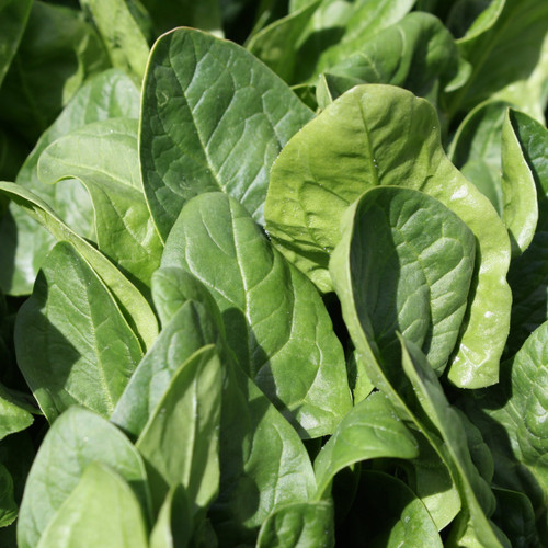 Market Pack Vegetable | Spinach