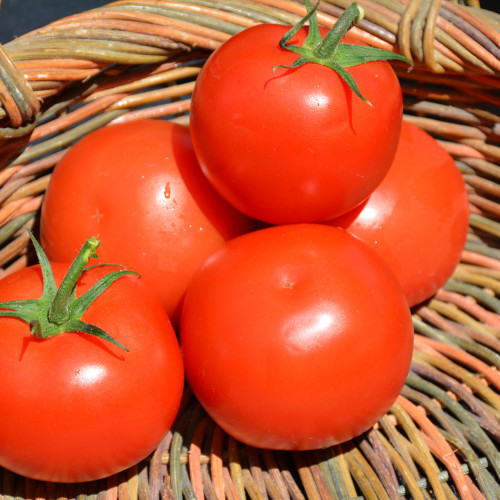 Photo courtesy of NetPS Plant Finder