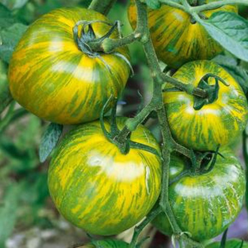 Tomato | 'Green Zebra'