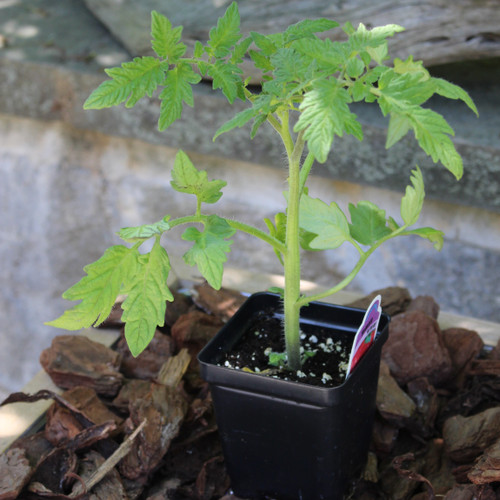 Tomato | 'Lemon Boy'