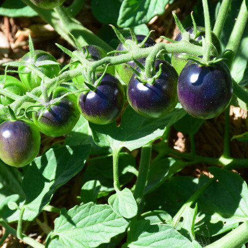 photo courtesy of NetPS Plant Finder