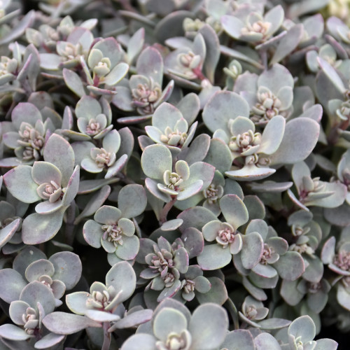 images courtesy of NetPS Plant Finder