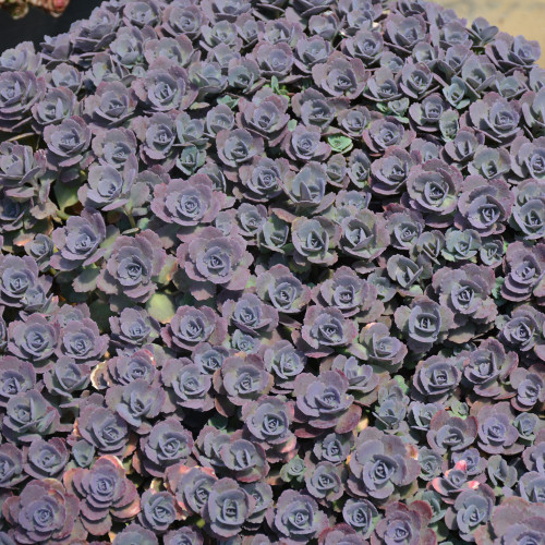 images courtesy of NetPS Plant Finder
