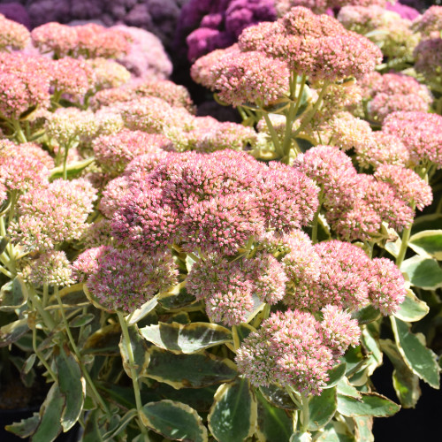 image courtesy of NetPS Plant Finder