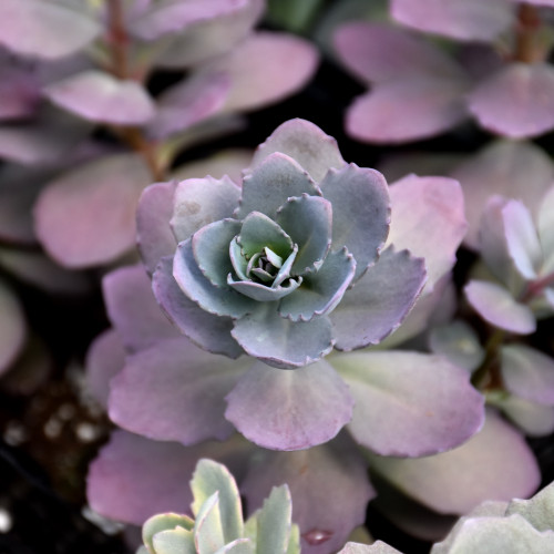 images courtesy of NetPS Plant Finder