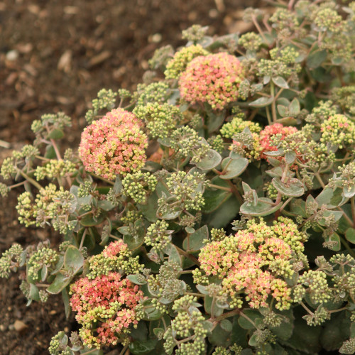 images courtesy of NetPS Plant Finder