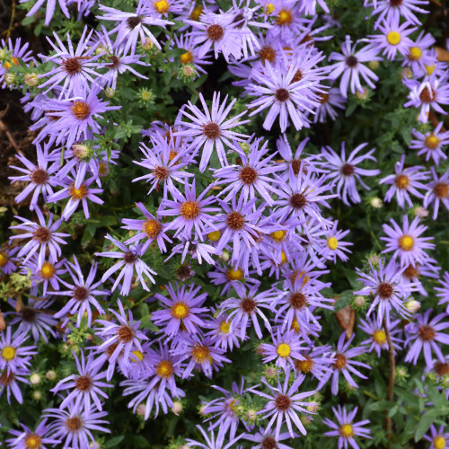 Raydon's Favorite Aster flowers. Images courtesy of NetPS Plant Finder