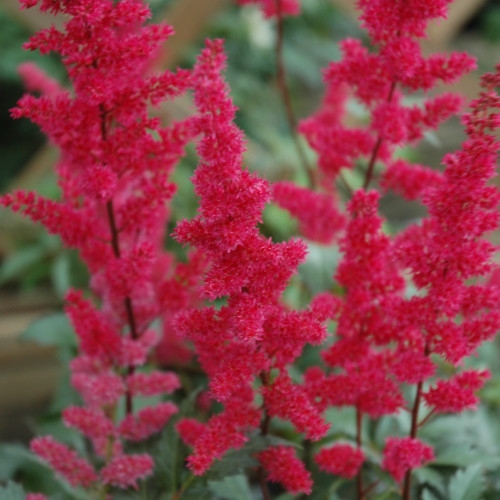 Fanal Astilbe in bloom. Images courtesy of NetPS Plant Finder