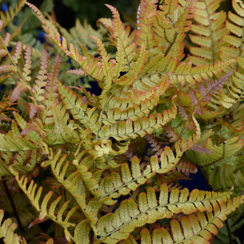 Close up of Brilliance Autumn Fern foliage. images courtesy of NetPS Plant Finder