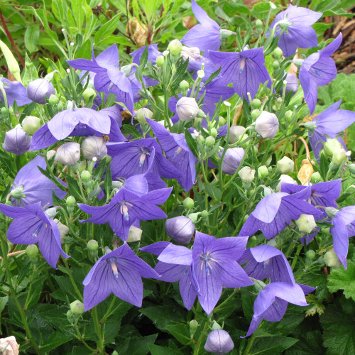 Sentimental Blue Balloon Flowers in bloom. images courtesy of NetPS Plant Finder