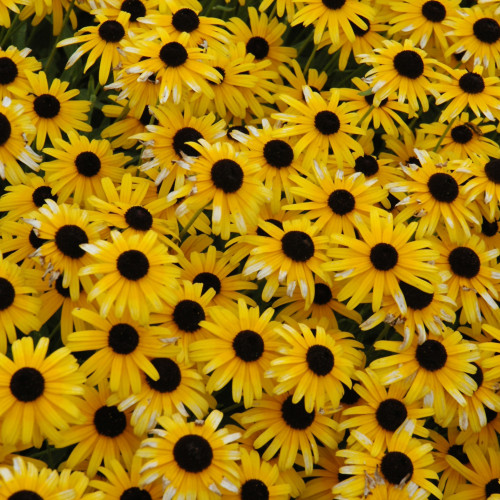 Viette's Little Suzy Black-eyed Susan flowers. Images courtesy of NetPS Plant Finder