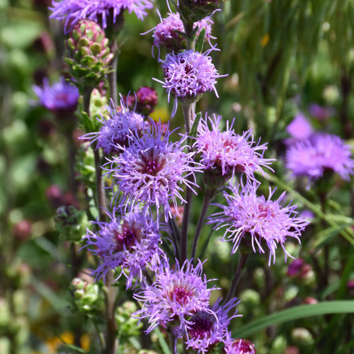 Rocky Mountain Blazing Star flowers. Images courtesy of NetPS Plant Finder