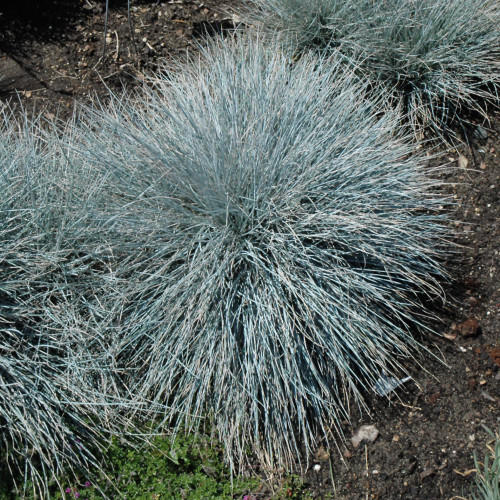 Elijah Blue Fescue. Images courtesy of NetPS Plant Finder