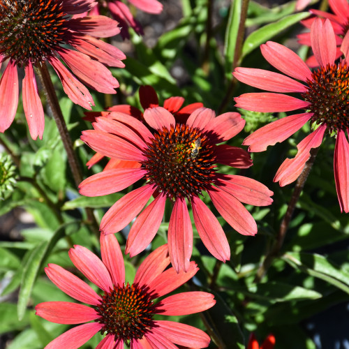 Kismet® Red Coneflower in bloom. Images courtesy of NetPS Plant Finder