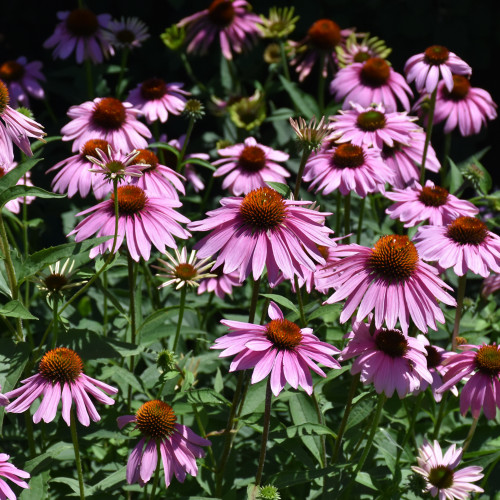 Magnus Coneflowers in bloom. Images courtesy of NetPS Plant Finder