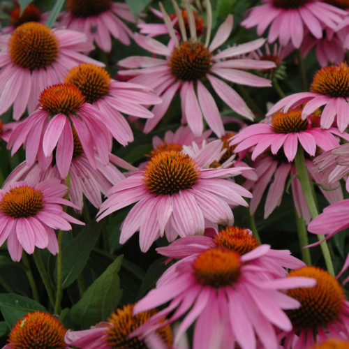 Magnus Coneflower. Images courtesy of NetPS Plant Finder