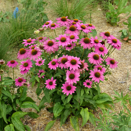 PowWow Wild Berry Coneflowers in bloom. Images courtesy of NetPS Plant Finder