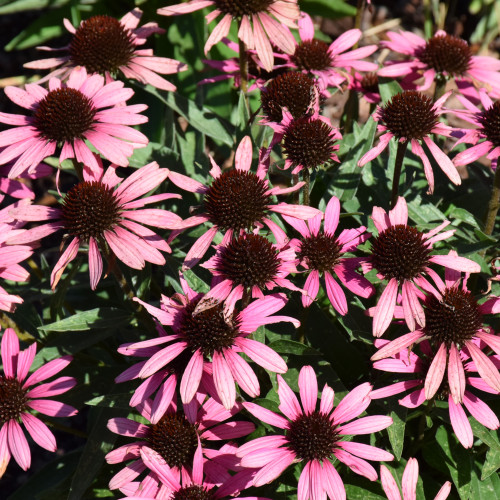 Dark Shadows™ Wicked Coneflower. Images courtesy of NetPS Plant Finder
