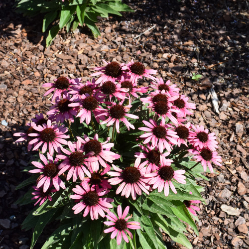 Daek Shadows™ Wicked Coneflower in bloom. Images courtesy of NetPS Plant Finder