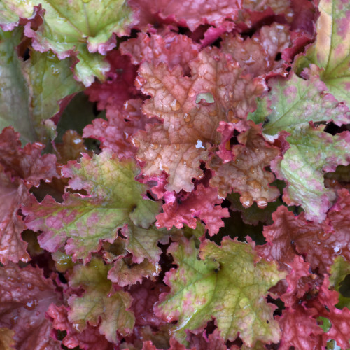 Peachberry Ice Coral  Bells. Images courtesy of NetPS Plant Finder
