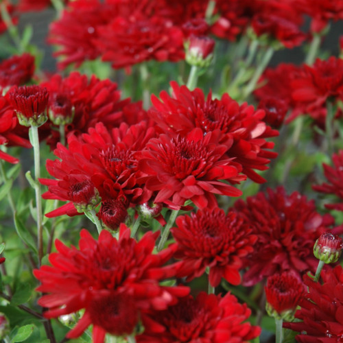 Red Garden Mum flowers. Colors are approximate. Images courtesy of Net PS Plant Finder