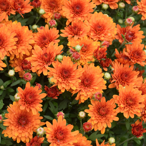 Orange Garden Mum flowers. Colors are approximate. Images courtesy of NetPS Plant Finder