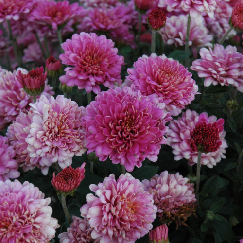Purple Garden Mum. Colors are approximate. Images courtesy of NetPS Plant Finder