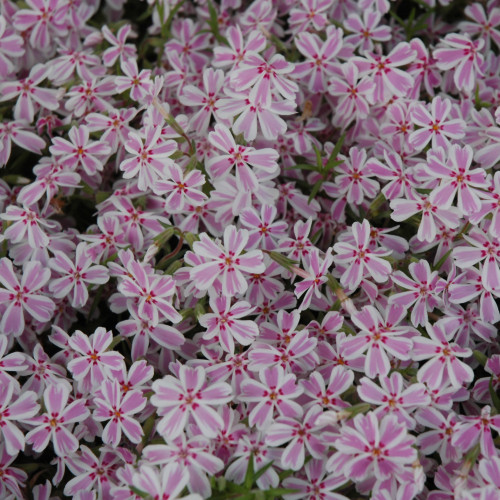 Candy Stripe Creeping Phlox in bloom. Images courtesy of NetPS Plant Finder