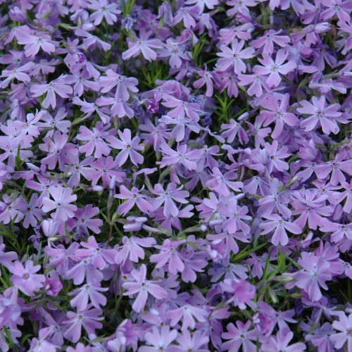 Emerald Blue Creeping Phlox in bloom. Images courtesy of NetPS Plant Finder