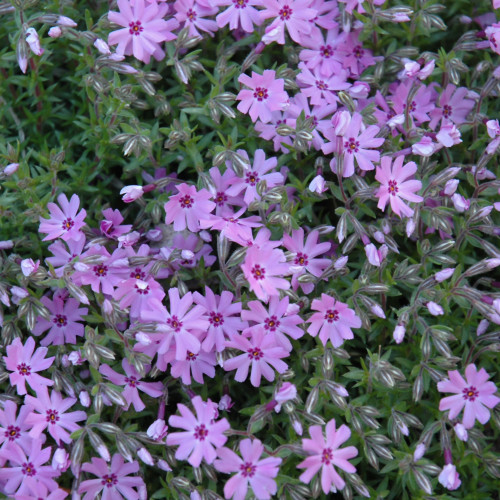 Fort Hill Creeping Phlox in bloom. Images courtesy of NetPS Plant Finder