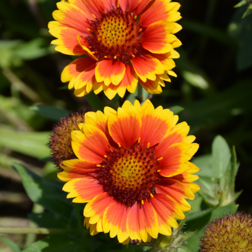 Arizona Sun Blanket Flower. Images courtesy of NetPS Plant Finder