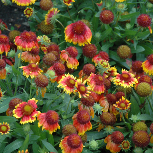 Arizona Sun Blanket Flower in bloom. Images courtesy of NetPS Plant Finder
