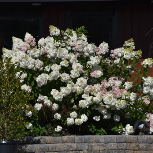 Vanilla Strawberry Hydrangea in bloom. Images courtesy of NetPS Plant Finder