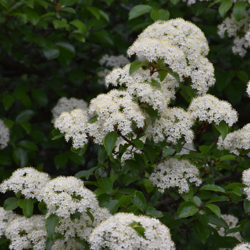 Blackhaw Viburnum in bloom. Image courtesy of NetPS Plant Finder