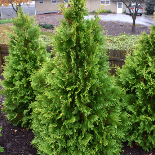 Images courtesy of NetPS Plant Finder