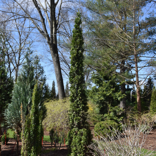 image courtesy of NetPS Plant Finder