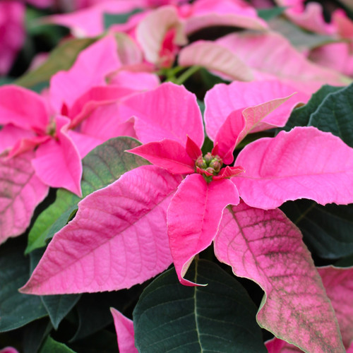 Pink Princettia | Double