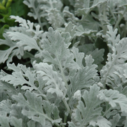 photos courtesy of NetPS Plant Finder