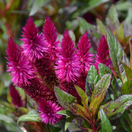 Intenz™ Dark Purple. photo courtesy of NetPS Plant Finder