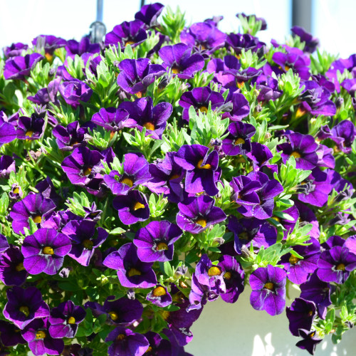 photo courtesy of NetPS  Plant Finder