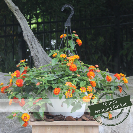 Lantana 10" | Red