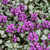 photo courtesy of NetPS Plant Finder