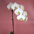 White Single Stem Orchid