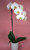 White Single Stem Orchid