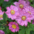 photos courtesy of NetPS Plant Finder