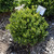 photos courtesy of NetPS Plantfinder